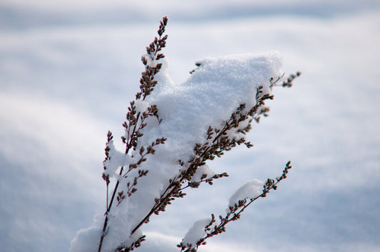 Care for Young Transplants in The Winter