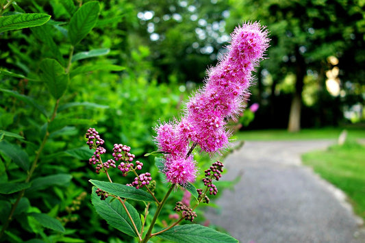 Insurance on a Beautiful New Design and Healthy Plants