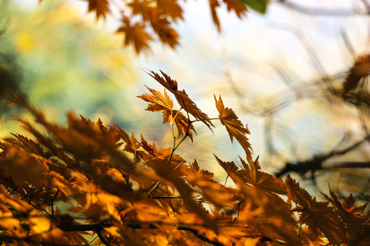 What’s Right for You Fall Clean Up