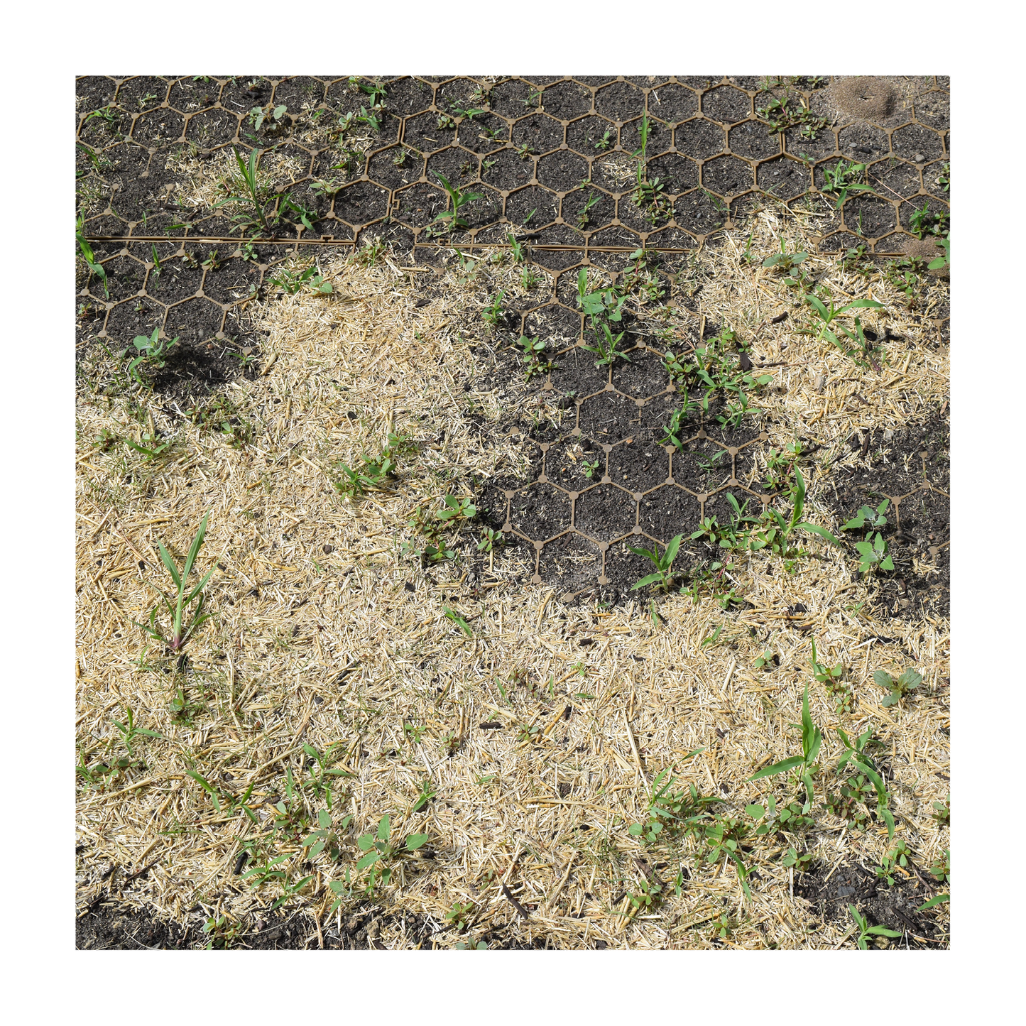 StrawMax Seeding Straw